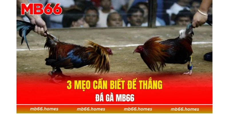3 mẹo cần biết để thắng đá gà MB66