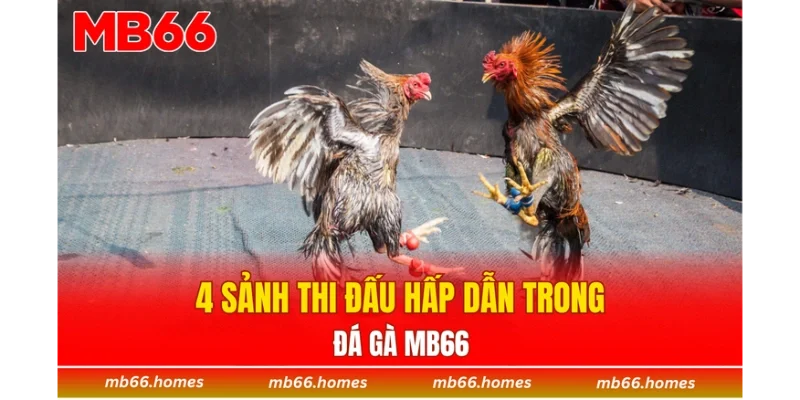 4 sảnh thi đấu hấp dẫn trong đá gà MB66