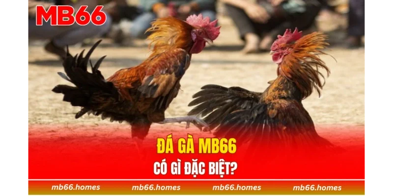 Đá gà MB66 có gì đặc biệt?